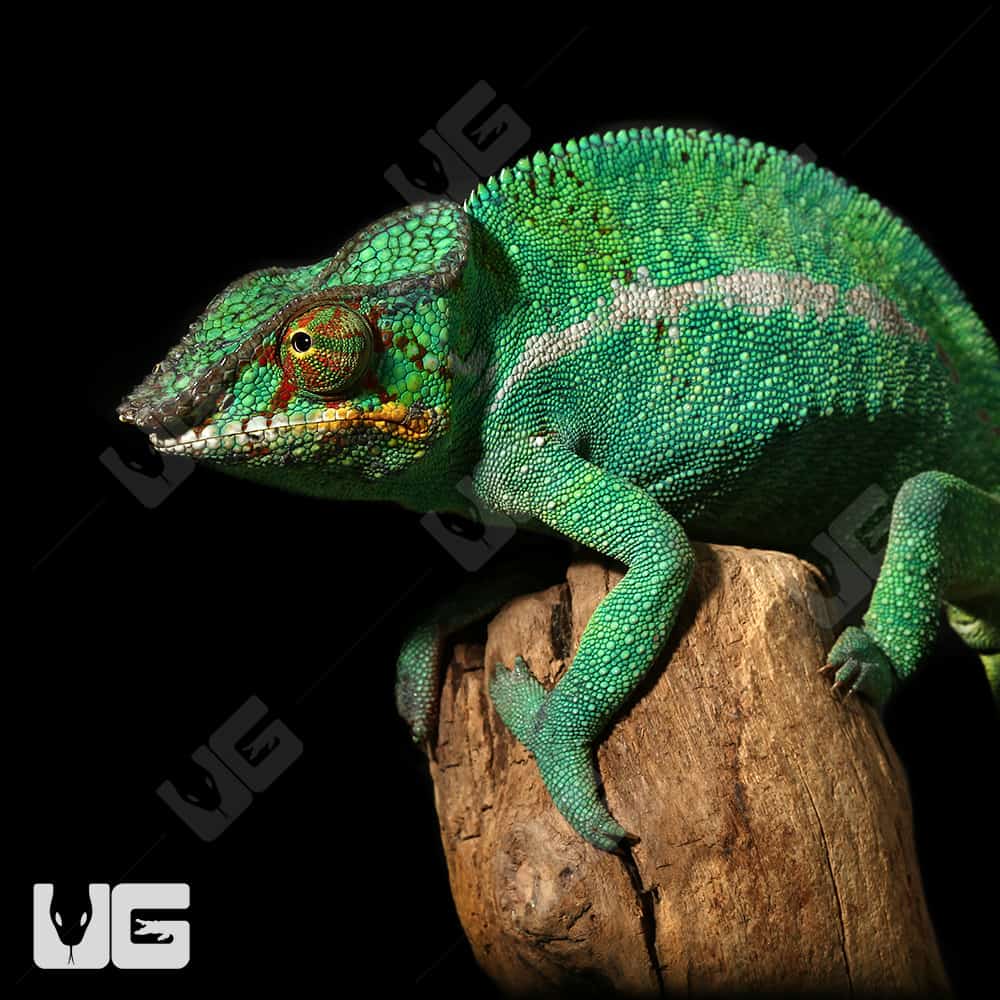 ug male nosy be panther chameleon 5